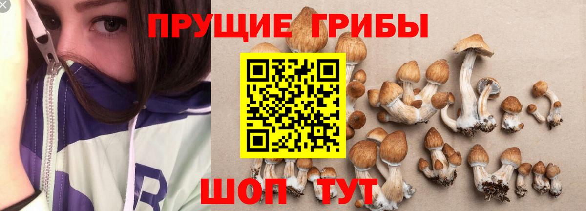 Чистополь  Псилоцибиновые грибы мухоморы  магазин  наркотиков  Вход с VPN 